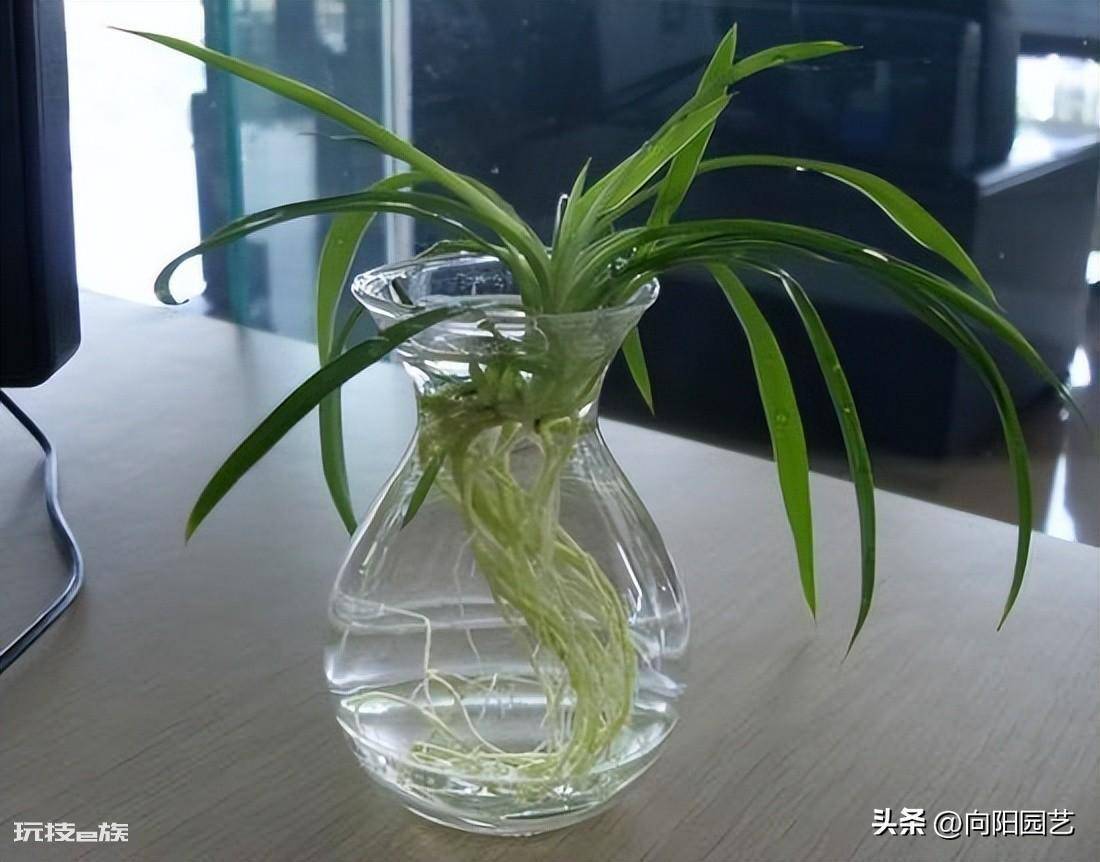 适合水培的植物类型(这6种水养植物干净卫生观赏性高)-图片7